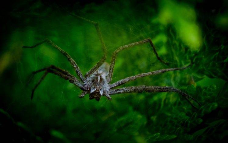 looking at viewer, Photography, Nature, Macro, Depth of field, Spider, House HD Wallpaper Desktop Background
