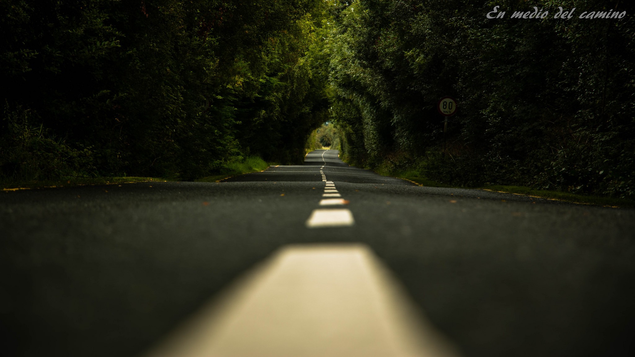 photography, Nature, Depth of field, Road, Trees, Signboard Wallpaper
