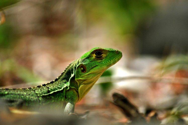 photography, Nature, Macro, Depth of field, Lizards, Bokeh, Leaves, Reptiles HD Wallpaper Desktop Background