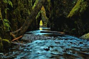 photography, Nature, Dead trees, Water, Moss, Rocks
