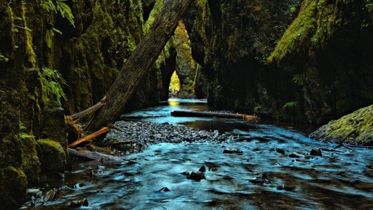 photography, Nature, Dead trees, Water, Moss, Rocks HD Wallpaper Desktop Background