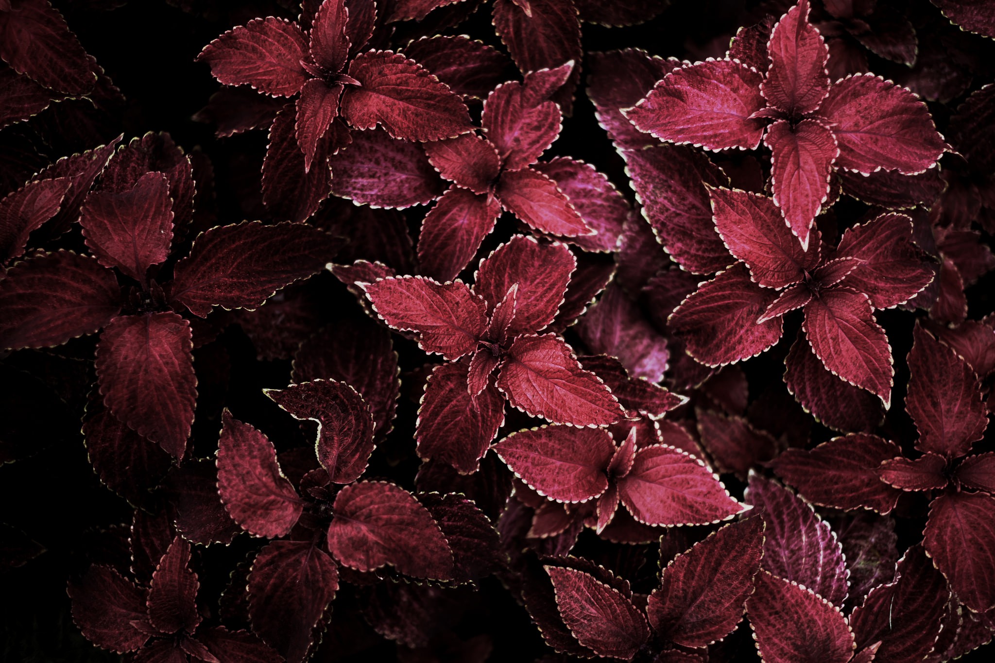 photography, Nature, Macro, Depth of field, Leaves Wallpaper