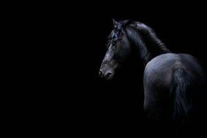 dark, Animals, Horse