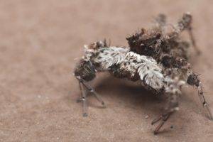 nature, Spider, Jumping Spider, Macro, Brown, Insect