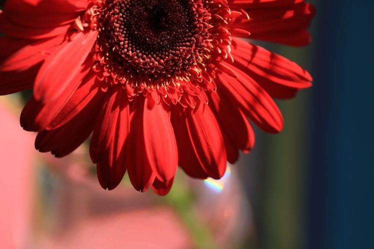 bright, Macro, Plants, Flowers, Red flowers HD Wallpaper Desktop Background