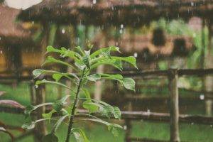 rain, Plants, Water drops