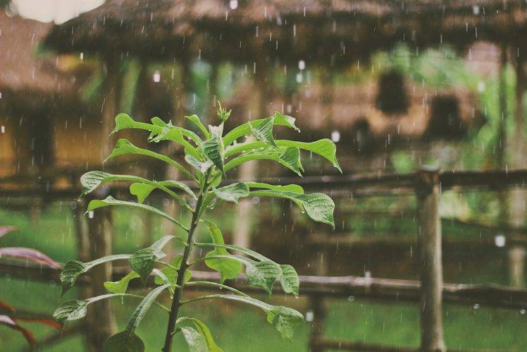 rain, Plants, Water drops HD Wallpaper Desktop Background