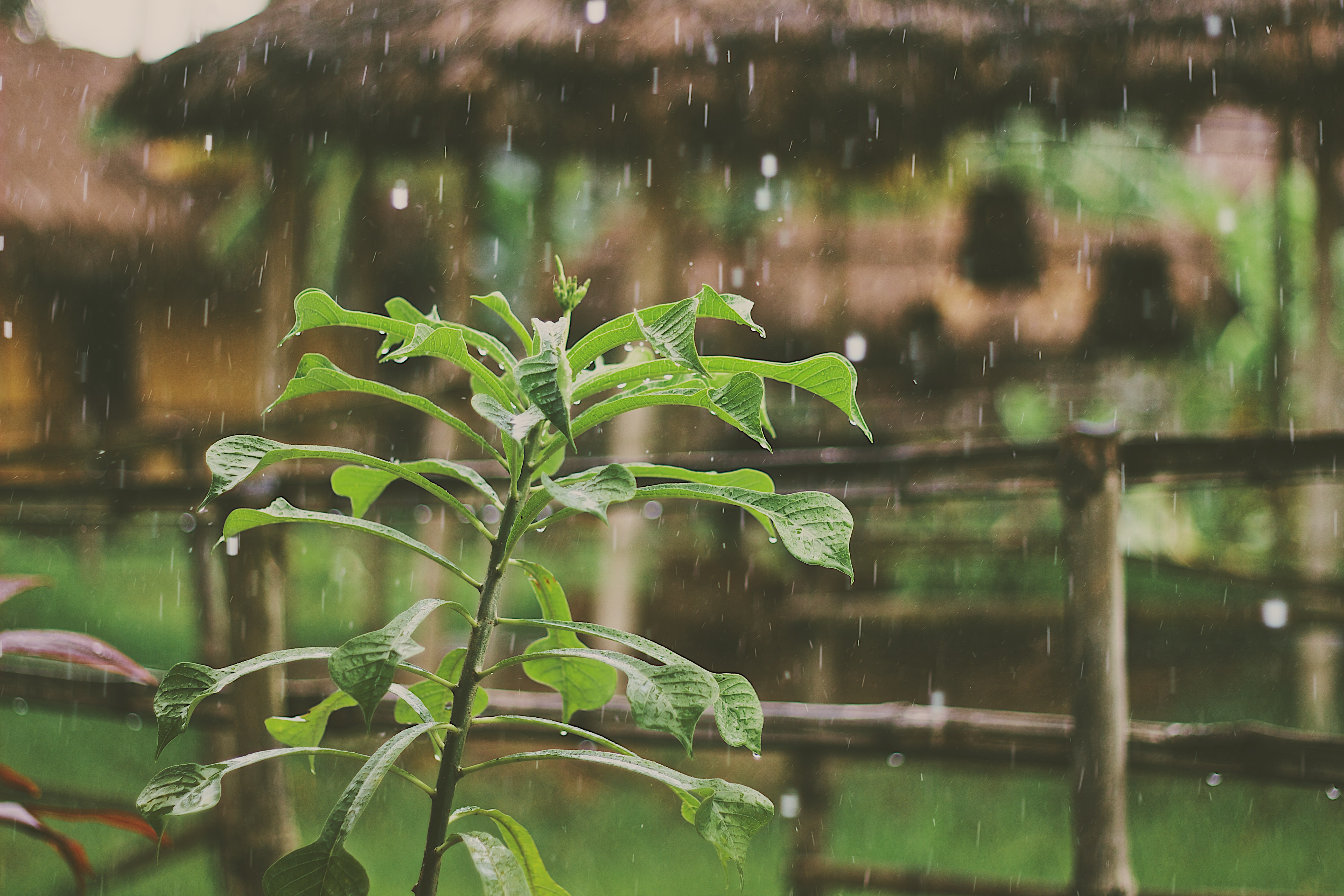 rain, Plants, Water drops Wallpaper