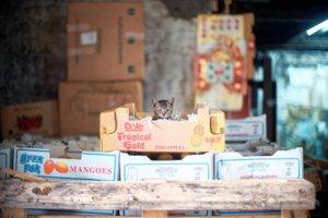 cat, Carton box, Animals
