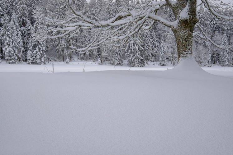 winter, Landscape, Snow, Trees, Nature HD Wallpaper Desktop Background