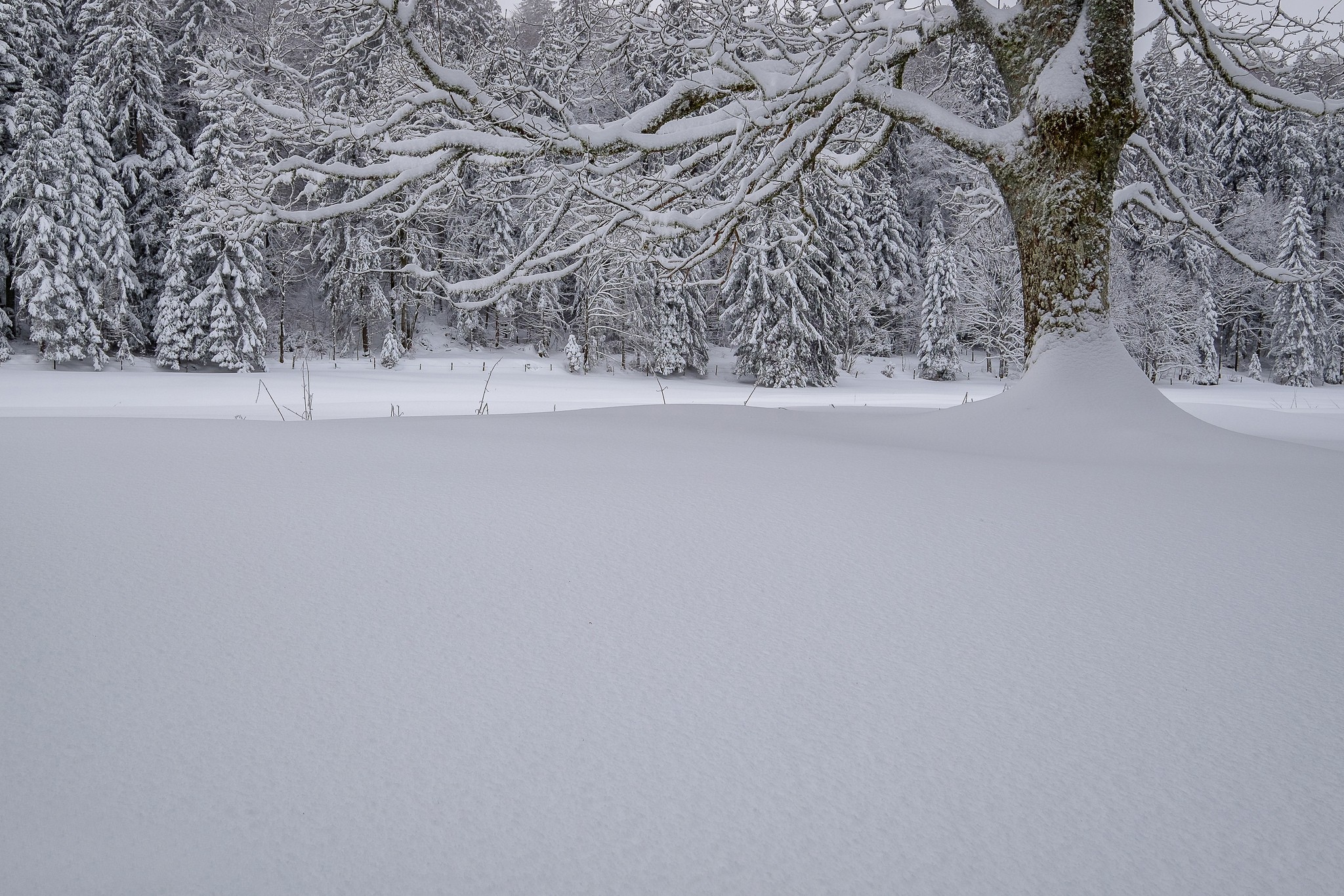 winter, Landscape, Snow, Trees, Nature Wallpaper