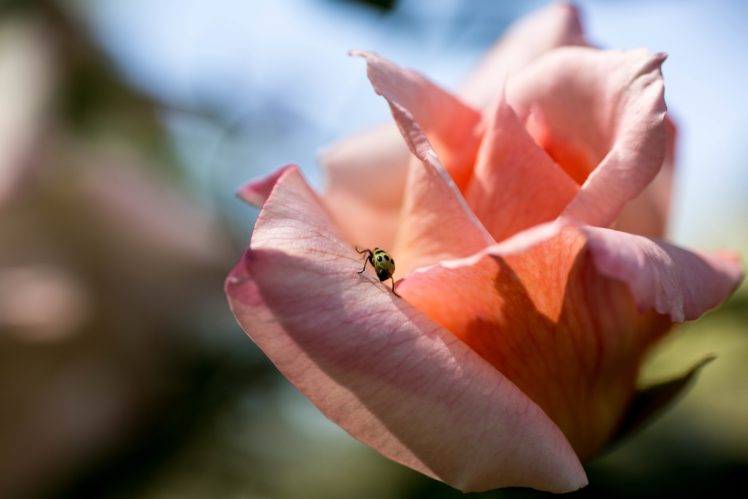 flowers, Ladybugs, Rose, Macro HD Wallpaper Desktop Background