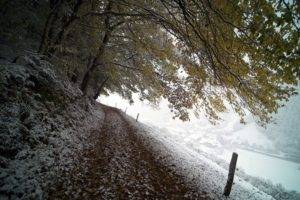 nature, Trees, Snow, Road