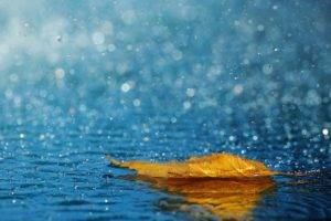 nature, Water, Rain
