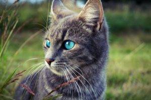 blue eyes, Looking away, Animals, Cat, Portrait
