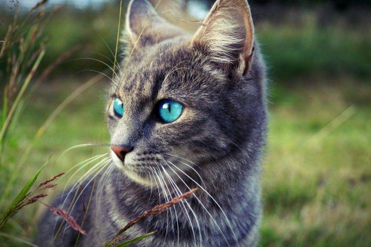 blue eyes, Looking away, Animals, Cat, Portrait HD Wallpaper Desktop Background
