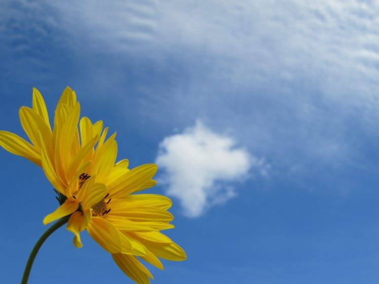 sky, Flowers, Clouds HD Wallpaper Desktop Background
