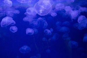 nature, Sea, Underwater, Jellyfish, Blue background, Bubbles