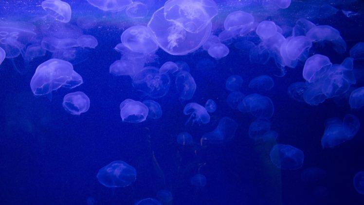 nature, Sea, Underwater, Jellyfish, Blue background, Bubbles HD Wallpaper Desktop Background