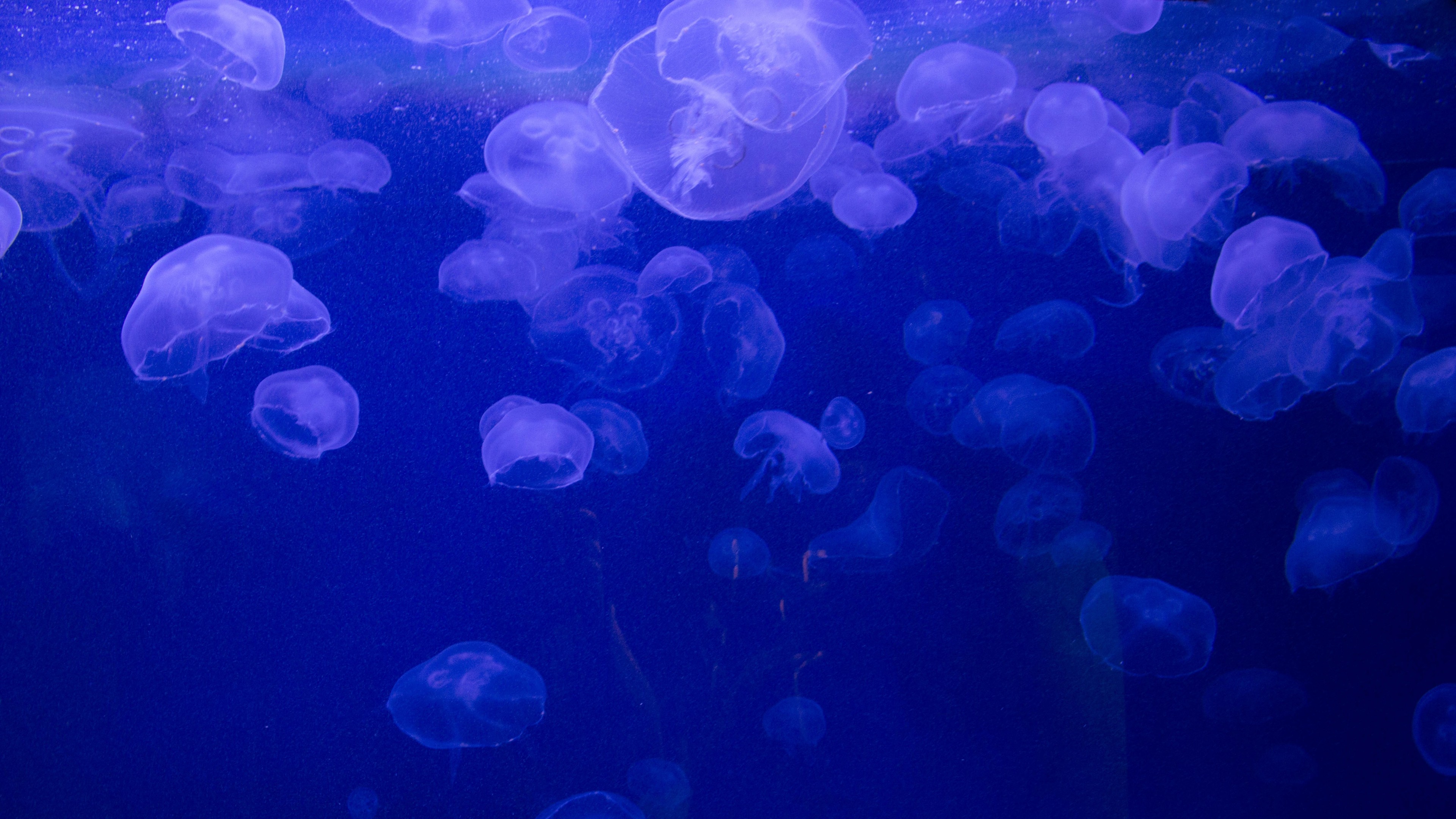 Nature Sea Underwater Jellyfish Blue Background Bubbles