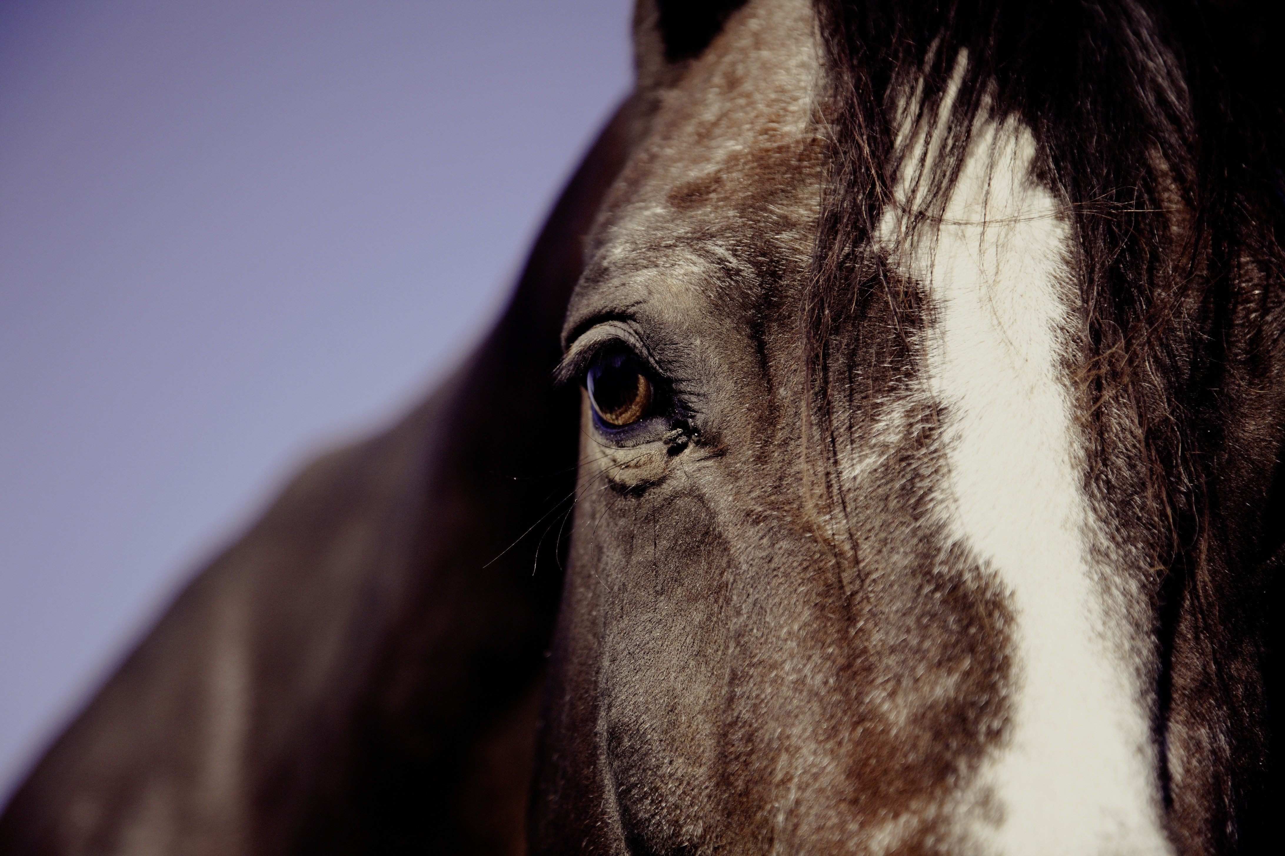 macro, Horse Wallpaper