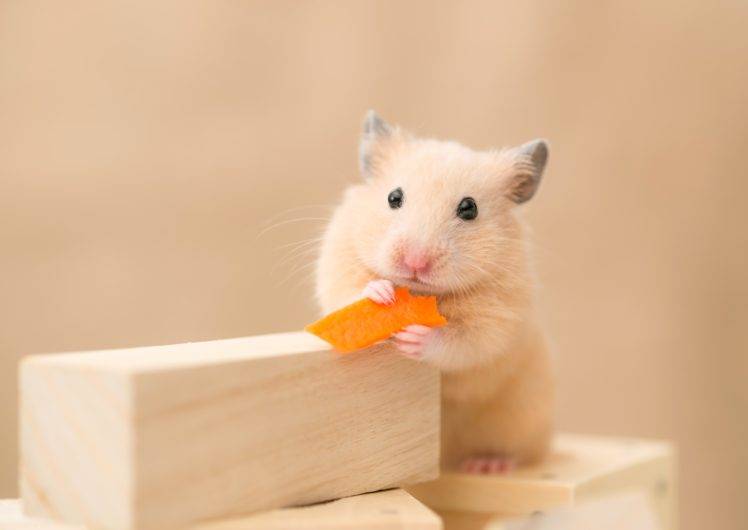animals, Hamster HD Wallpaper Desktop Background