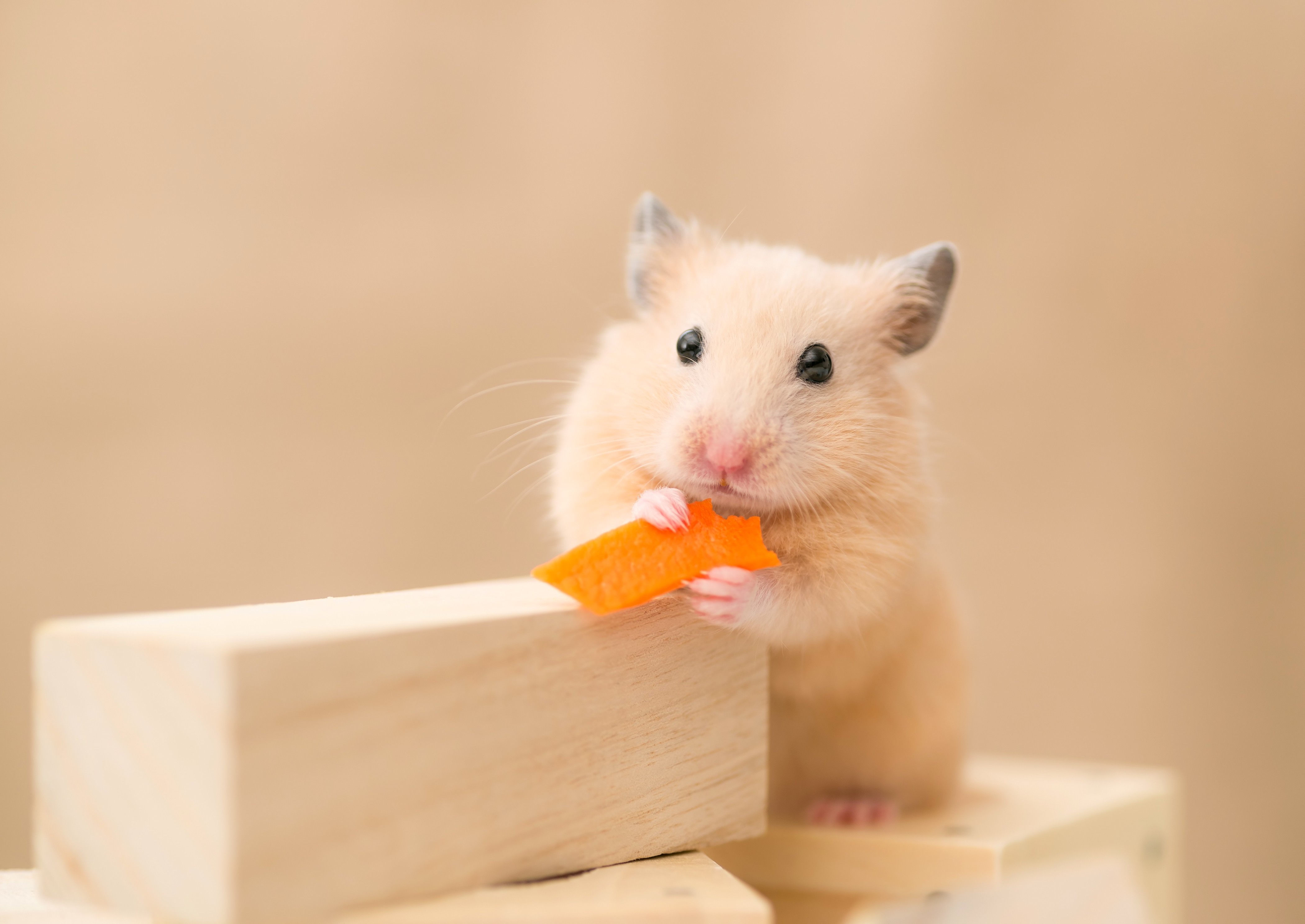 animals, Hamster Wallpaper