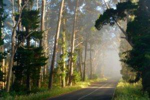 road, Forest, Grass, Trees