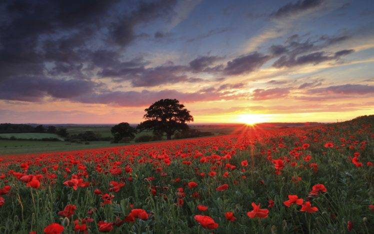 nature, Landscape, Photography, Flowers, Poppies, Sunset, Spring, Field, Trees, Red, Green, Sky HD Wallpaper Desktop Background