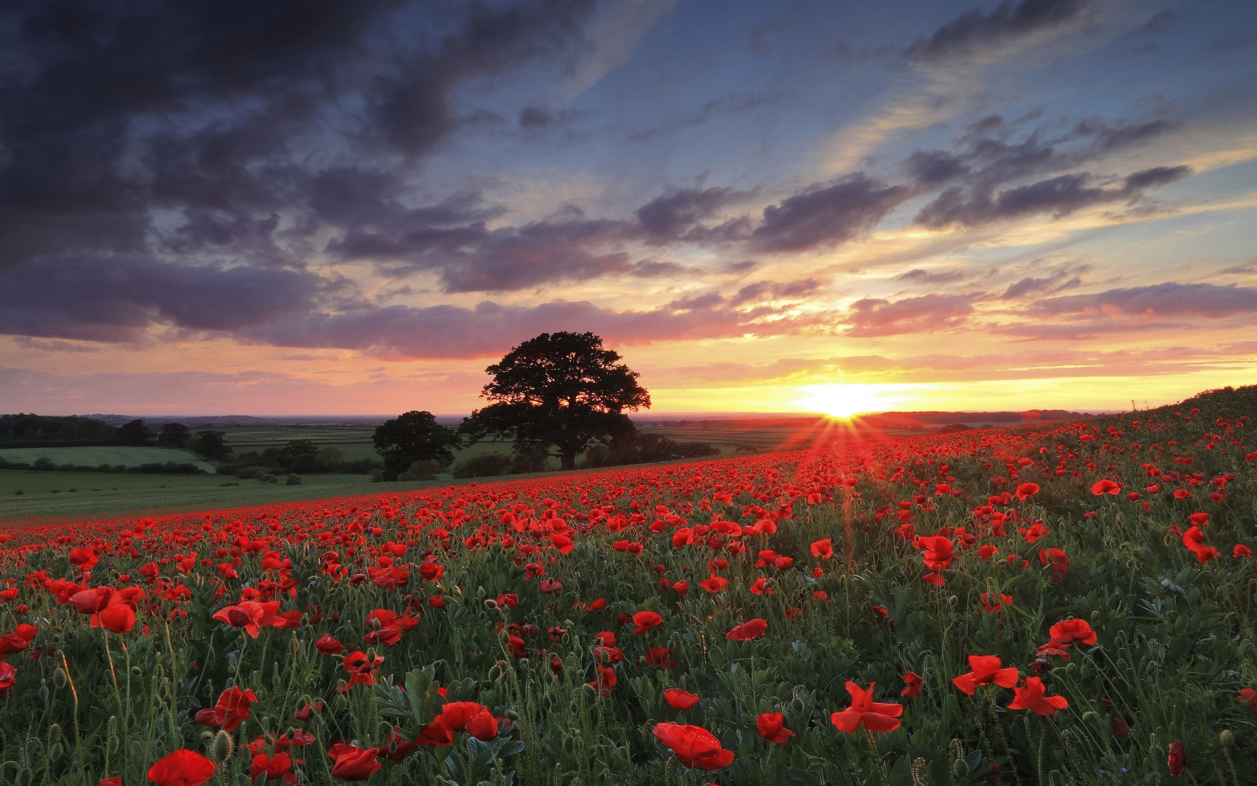 nature, Landscape, Photography, Flowers, Poppies, Sunset, Spring, Field, Trees, Red, Green, Sky Wallpaper