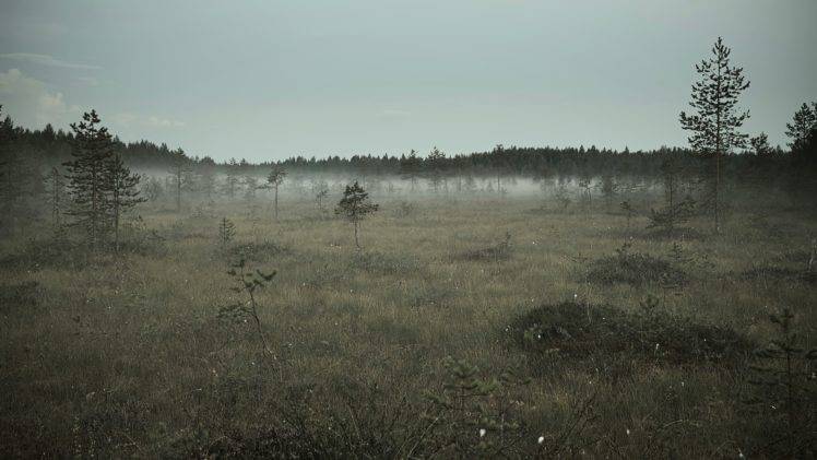 swamp, Mist, Nature, Pine trees HD Wallpaper Desktop Background