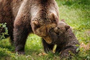bears, Baby animals, Animals