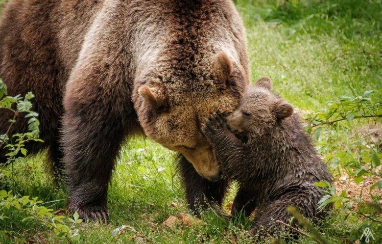 bears, Baby animals, Animals HD Wallpaper Desktop Background