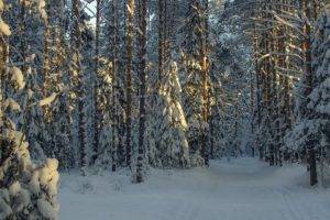 landscape, Photography, Nature, Winter, Forest, Snow, Cold, Morning, Sunlight, Trees, Path, Russia