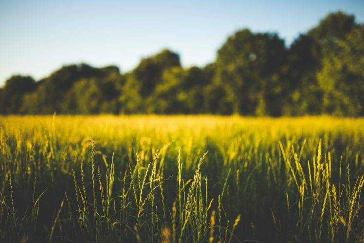 nature, Field, Grass, Trees, Depth of field HD Wallpaper Desktop Background