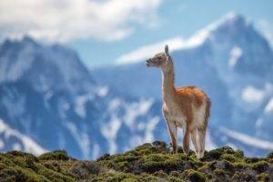 lama, Animals, Mountains, Nature