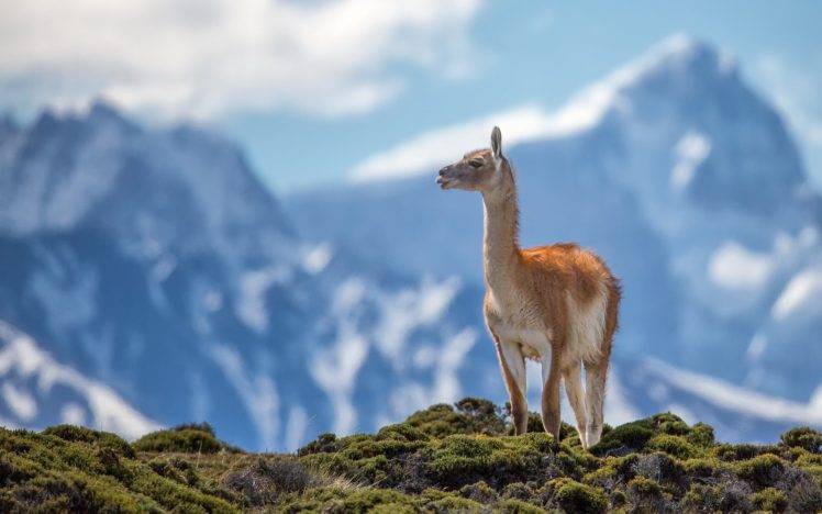 lama, Animals, Mountains, Nature HD Wallpaper Desktop Background