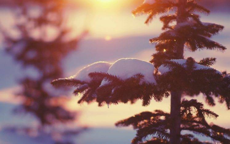 nature, Trees, Snow, Closeup, Sunset, Depth of field HD Wallpaper Desktop Background