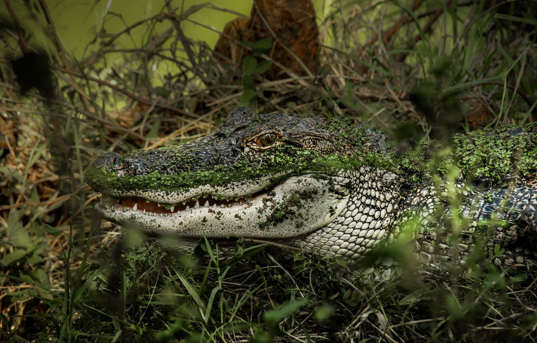 alligators, Reptiles, Animals Wallpaper