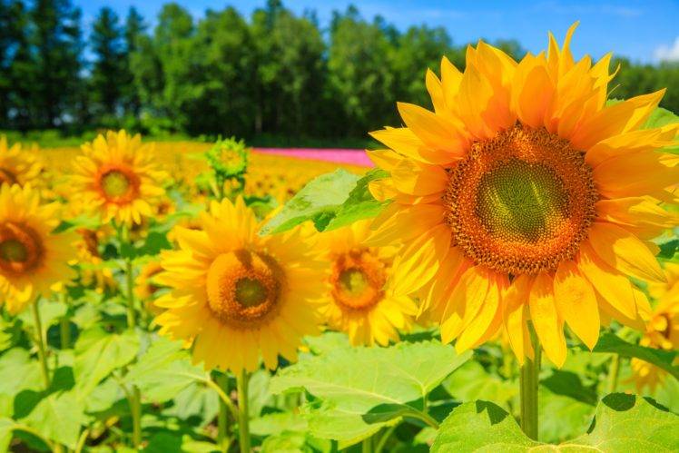 flowers, Field, Sunflowers, Plants HD Wallpaper Desktop Background
