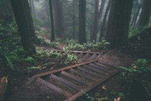trees, Stairs, Deep forest, Forest, Nature