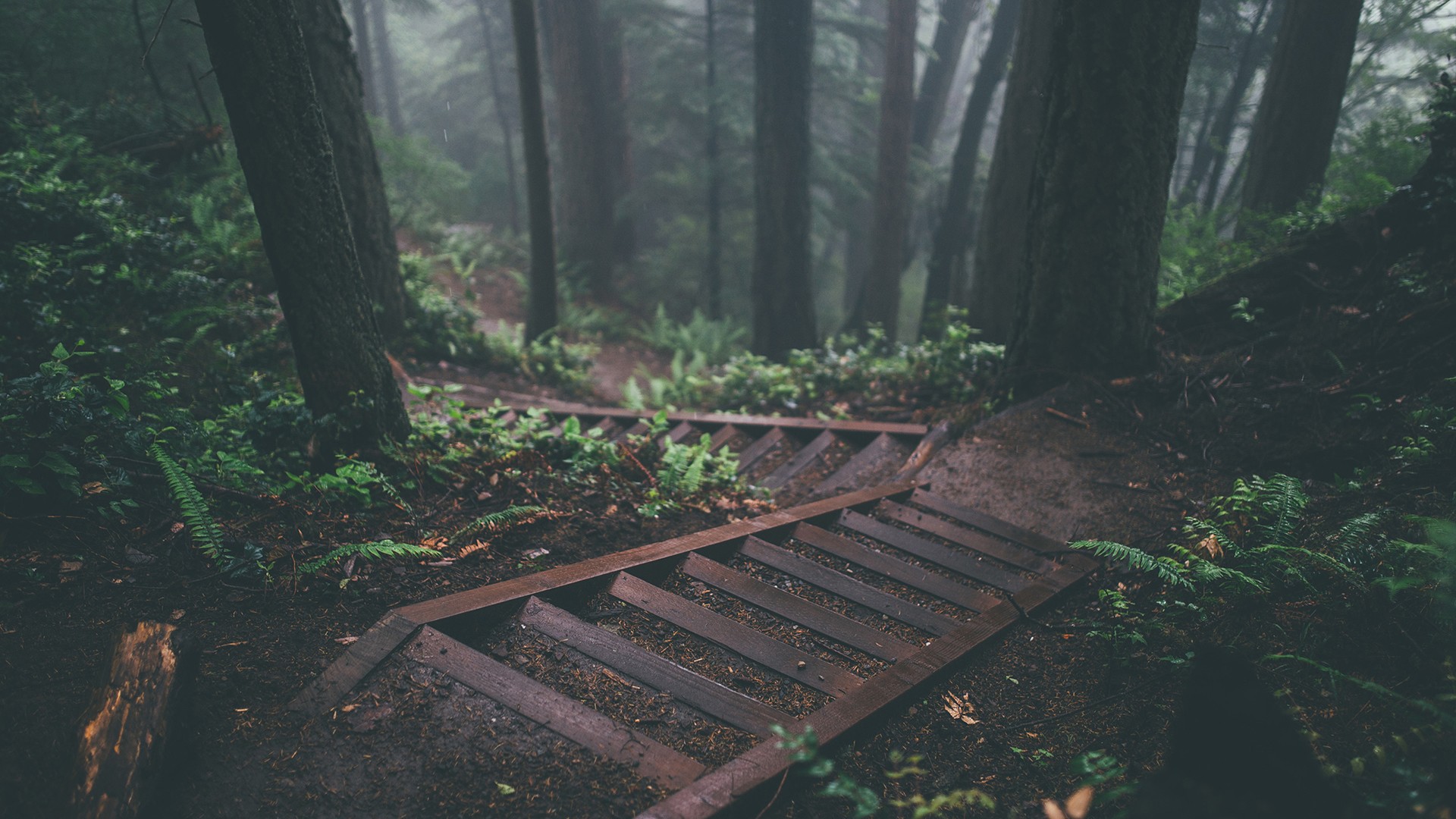 trees, Stairs, Deep forest, Forest, Nature Wallpaper