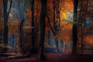 nature, Photography, Landscape, Fall, Forest, Fairy tale, Sunlight, Trees, Leaves
