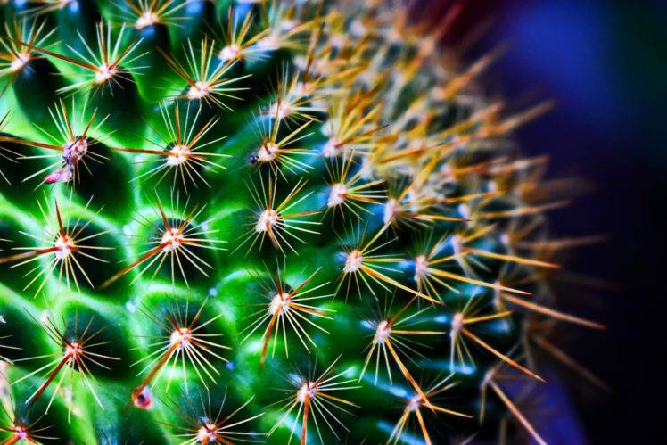 cactus, Green, Flowers HD Wallpaper Desktop Background
