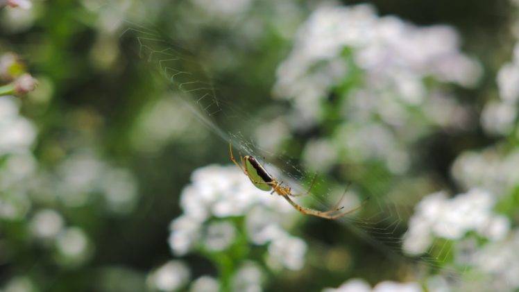 nature, Spider, Flowers HD Wallpaper Desktop Background