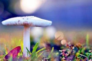 mushroom, Nature, Grass