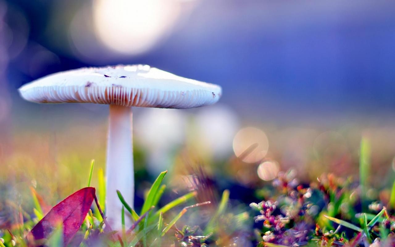 mushroom, Nature, Grass Wallpaper