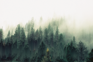 forest, Trees, Mist, Pixel sorting