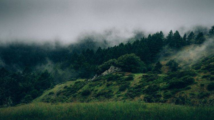 nature, Forest, Mist, Trees HD Wallpaper Desktop Background