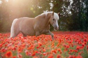animals, Horse, Flowers, Field, Poppies